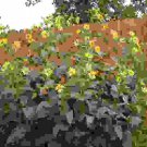 Silphium Cup Plant Flower 200 Seeds Fresh Seeds