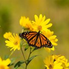 Silphium Compass Plant Flower 100 Seeds Fresh Seeds
