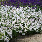 Silver Easy Wave Petunia Flower For Hanging Baskets More 30 Seeds Fresh Seeds