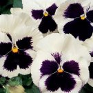 Silverbride Pansy Viola Flower 1000 Seeds Fresh Seeds