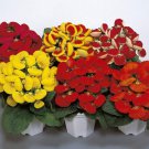 Slipper Flower Slipperwort Calceolaria Flower 2000 Seeds Fresh Seeds