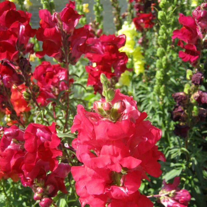 Snapdragon Ruby Red Snapdragon Flower 10000 Seeds Fresh Seeds