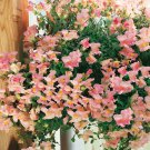 Snapdragon Antirrhinum Majus Apple Blossom Flower 10000 Seeds Fresh Seeds