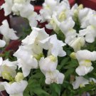 Snapdragon Tall White Snapdragon Flower 5000 Seeds Fresh Seeds