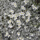Snow In Summer Cerastium Ground Cover 10000 Seeds Fresh Seeds