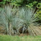 Soapweed Yucca Glauca Garden Plant 100 Seeds Fresh Seeds