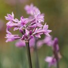 Society Garlic Tulbaghia Violacea Silver Lace Flower 50 Seeds Fresh Seeds
