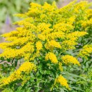Solidago Goldenrod Flower 5000 Seeds Fresh Seeds