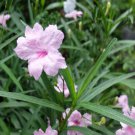 Southern Star Pink Flower Mexican Petunia 30 Seeds Fresh Seeds