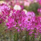 Spider Flower Cleome Hassleriana Violet Queen Flower 2000 Seeds Fresh Seeds