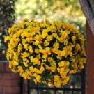 Spreading Pansy Cool Wave Pansy Plants 15 Seeds Fresh Seeds