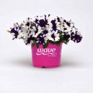 Spreading Petunia X A Purple Tie Dye Flower 30 Seeds Fresh Seeds