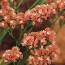 Statice Apricot Limonium Flower 2000 Seeds Fresh Seeds