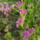 Statice Rose Limonium Statice Flower 2000 Seeds Fresh Seeds
