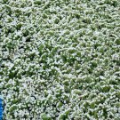 Statice White Limonium Flower 2000 Seeds Fresh Seeds