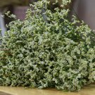 Statice White Limonium Garden Flower Plant With Drought Tolerance 1000 Seeds Fresh Seeds