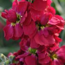 Stock Crimson Stock Flower 1000 Seeds Fresh Seeds