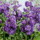 Stock Matthiola Incana Flower 1000 Seeds Fresh Seeds