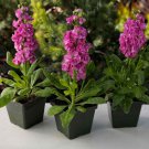 Stock Rose Stock Flower 1000 Seeds Fresh Seeds