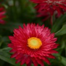 StrawFlower Scarlet Helichrysum Bracteatum Flower 10000 Seeds Fresh Seeds