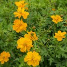 Sulfur Cosmos Cosmos Sulphureus Gold Flower 2000 Seeds Fresh Seeds
