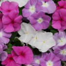 Summer Breeze Titan Vinca Flower Mixture 100 Seeds Fresh Seeds
