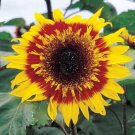SunFlower Helianthus Joker Flower 200 Seeds Fresh Seeds