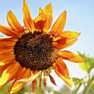 SunFlower Helianthus Joker Flower 50 Seeds Fresh Seeds