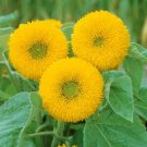 SunFlower Sunflower Sun Gold Dwarf Flower 1/4 Lb Fresh Seeds