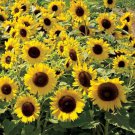 SunFlower Sunflower Sunspot Dwarf Flower 1 Lb Fresh Seeds