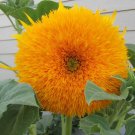 SunFlower Giant Sungold Helianthus Annuus Flower 1000 Seeds Fresh Seeds