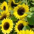 SunFlower Sunflower Lemon Queen Flower 1 Lb Fresh Seeds