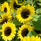 SunFlower Sunflower Lemon Queen Flower 1/4 Lb Fresh Seeds