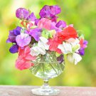 Sweet Peas Perennial Sweet Pea Mix Flower 250 Seeds Fresh Seeds