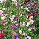 Sweet Peas Perennial Sweet Pea Mix Flower 500 Seeds Fresh Seeds