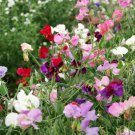 Sweet Peas Sweet Peas Royal Mix Flower 500 Seeds Fresh Seeds