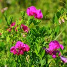 Sweet Peas Lathyrus Royal Rose Flower 500 Seeds Fresh Seeds