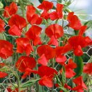 Sweet Peas Lathyrus Royal Scarlet Flower 500 Seeds Fresh Seeds