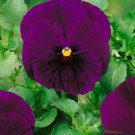 Swiss Giant Pansy Flower Growing Pansies From 1000 Seeds Fresh Seeds