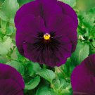 Swiss Giant Pansy Flower Growing Pansies From 2000 Seeds Fresh Seeds