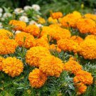 Tagetes Erecta African Marigold Orange Garden Flower Plant 1000 Seeds Fresh Seeds