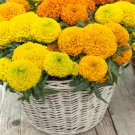 Tagetes Erecta African Marigold Taishan Flower Mix 100 Seeds Fresh Seeds