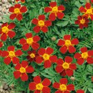 Tagetes Patula Disco Red French Marigold Flower 400 Seeds Fresh Seeds