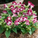 Torenia Fournieri Burgundy Wishbone Flower 100 Seeds Fresh Seeds