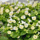Torenia Fournieri Kauai Lemon Drop Yellow Flowers 100 Seeds Fresh Seeds