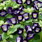 Torenia Kauai Deep Blue Flowers For Wishbone Plants 100 Seeds Fresh Seeds
