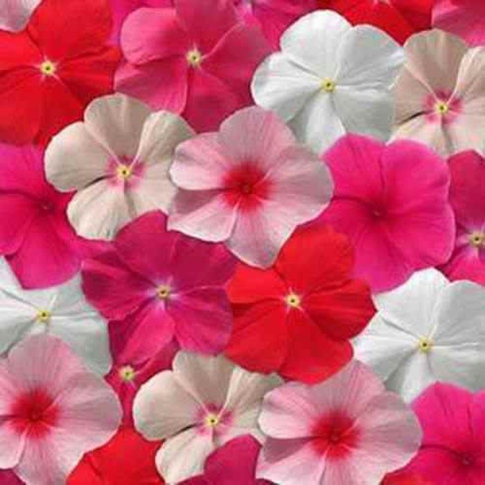 Trailing Vinca Periwinkle Plants Grown From Flower 100 Seeds Fresh Seeds