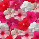 Trailing Vinca Periwinkle Plants Grown From Flower 100 Seeds Fresh Seeds