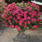Trailing Vinca Perwinkle Ground Cover Plant 25 Seeds Fresh Seeds