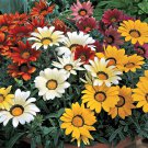 Treasure Flower Gazania Kiss Ground Cover Plant Mix 25 Seeds Fresh Seeds